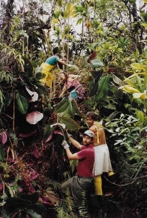 Sierra Club Maui to celebrate 50th anniversary Saturday